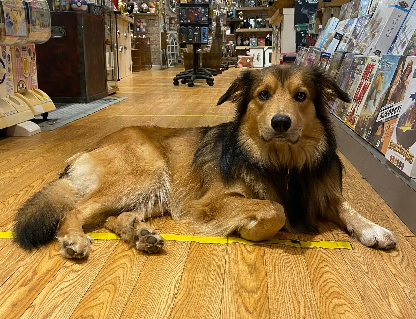 Toady the shop dog laying on the floor and looking at the camera at the Happy Piranha store in Truro, Cornwall.
