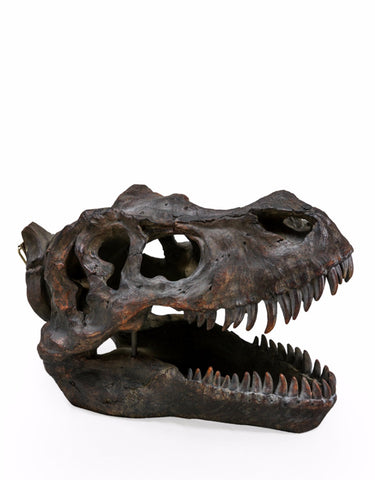 Large T-Rex (Tyrannosaurus Rex) Dinosaur Skull Decor | Happy Piranha