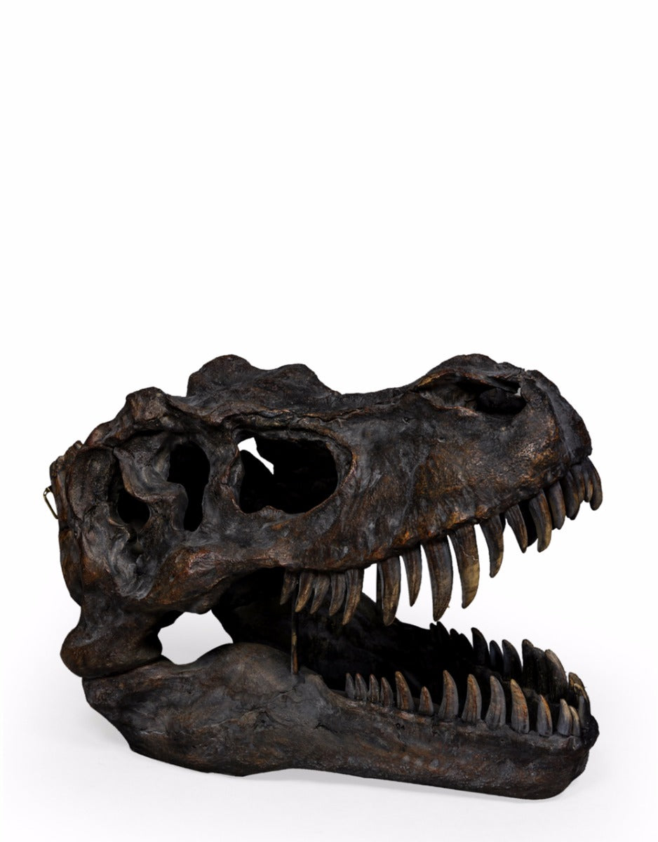 Extra Large T-Rex (Tyrannosaurus Rex) Dinosaur Skull Decor | Happy Piranha