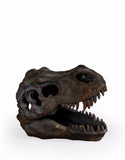 Small T-Rex (Tyrannosaurus Rex) Dinosaur Skull Decor | Happy Piranha