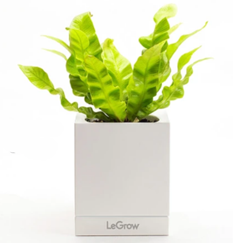 LeGrow TG-G ''Simple Clean'' Modular Indoor Smart Garden Pot | Happy Piranha