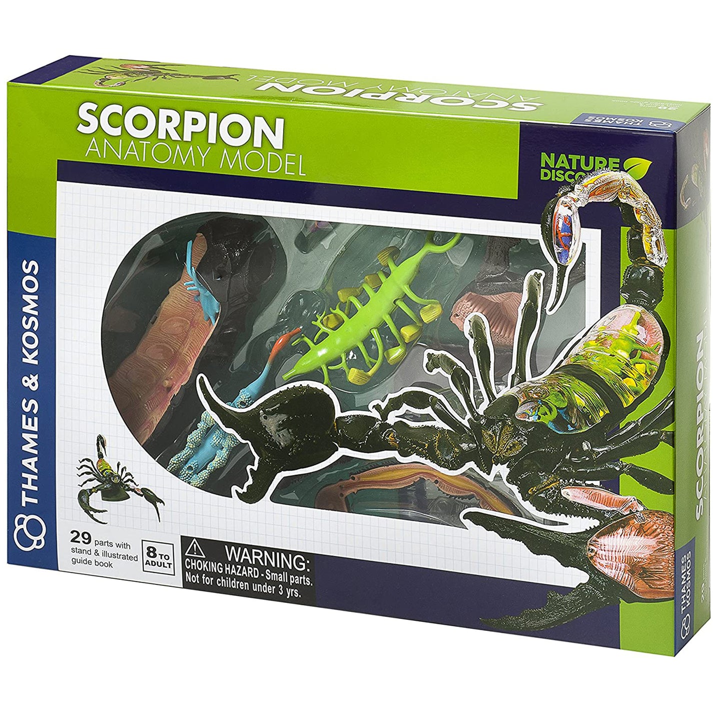 Scorpion Anatomy - 3D Anatomical Model in Packaging | Happy Piranha