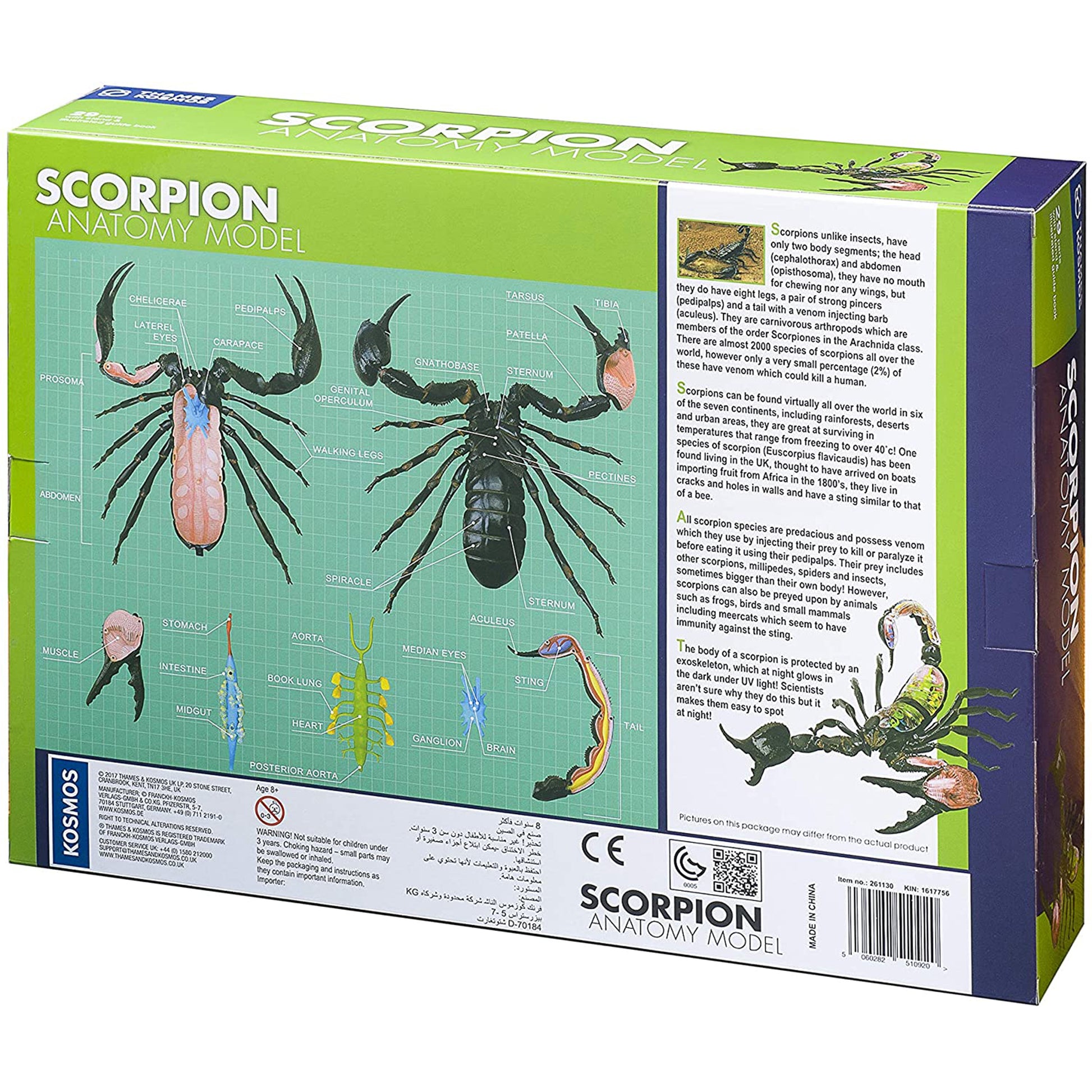 Scorpion Anatomy - 3D Anatomical Model in Packaging Back of Box | Happy Piranha