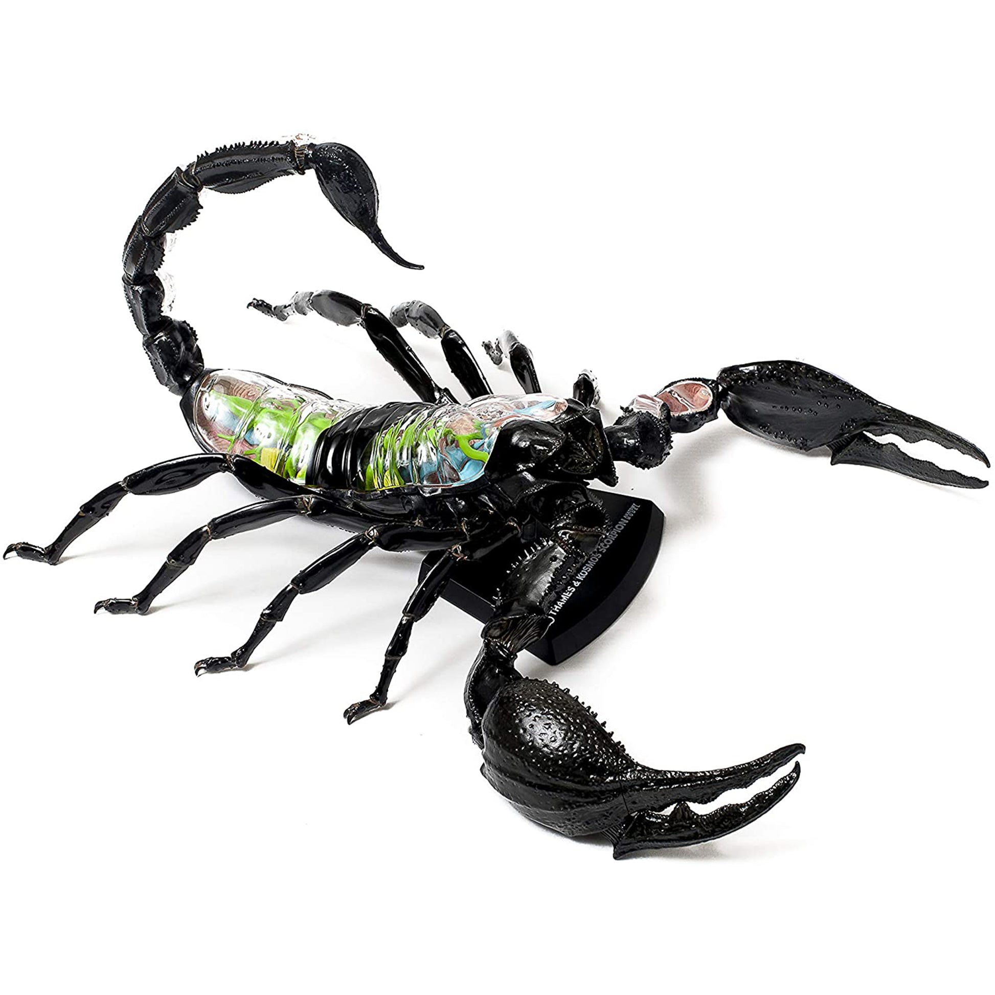 Scorpion Anatomy - 3D Anatomical Model Front View | Happy Piranha