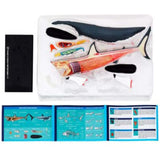 Great White Shark Anatomy - 3D Anatomical Model Box Contents | Happy Piranha