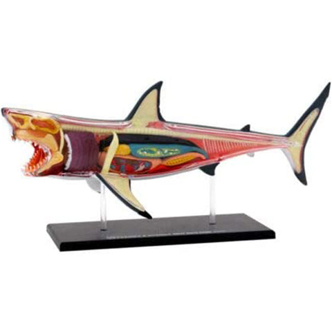 Great White Shark Anatomy - 3D Anatomical Model | Happy Piranha