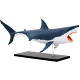 Great White Shark Anatomy - 3D Anatomical Model Side Profile | Happy Piranha